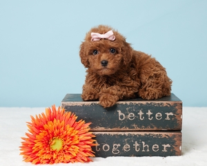 Tammy Cavapoo puppy 